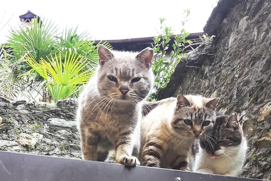 House Of Cats Apartment โดมาโซ ภายนอก รูปภาพ